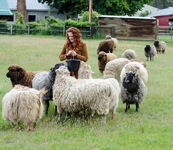 Spoiled Sheep - Romney Yarn 200yd - Jacklyn #13 Ash blonde