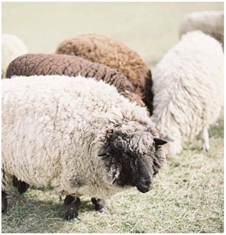Spoiled Sheep - Romney Yarn 200yd - Ezzie #14 Silver Gray